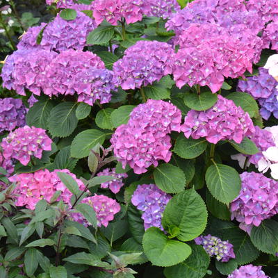 Hydrangea macrophylla 'Big Mamma' - 