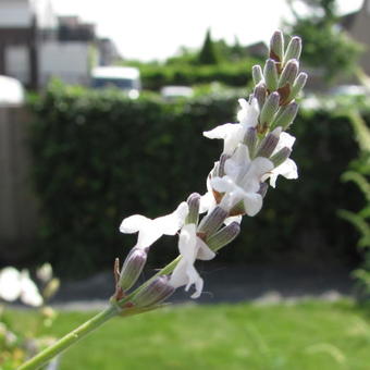 Lavandula x intermedia 'Edelweiss'