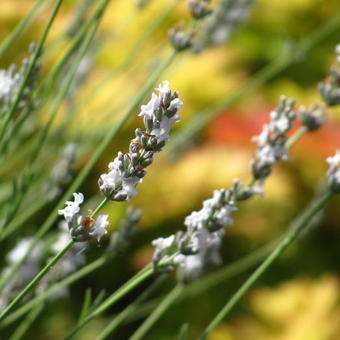 Lavandula x intermedia 'Edelweiss'