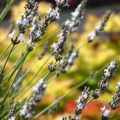 Lavandula x intermedia 'Edelweiss' - Lavandula x intermedia 'Edelweiss'