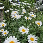 Leucanthemum x superbum - 