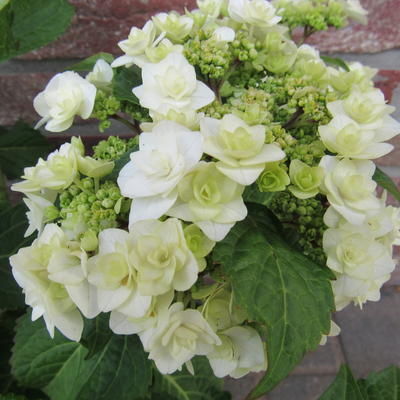 Hydrangea macrophylla 'Dancing Snow' - 