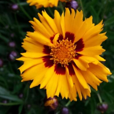 Coreopsis grandiflora 'Rising Sun' - 