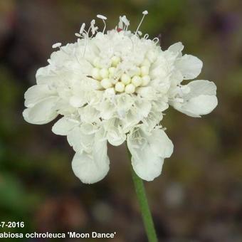 Scabiosa ochroleuca 'Moon Dance'