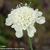 Scabiosa ochroleuca 'Moon Dance'