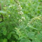 Mentha suaveolens 'Apfelminze' - 