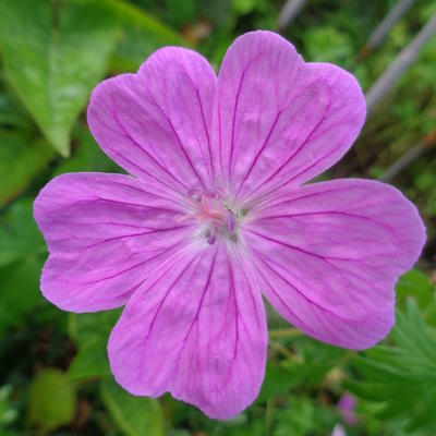 Geranium sanguineum 'Holden' - 