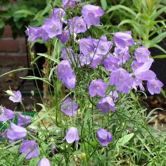 Campanula rotundifolia