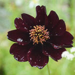 Cosmos x Dahlia 'Mexican Star' - 