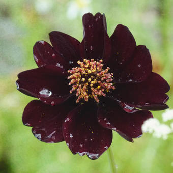 Cosmos x Dahlia 'Mexican Star'