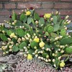 Opuntia humifusa - 