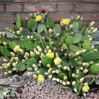 Opuntia humifusa