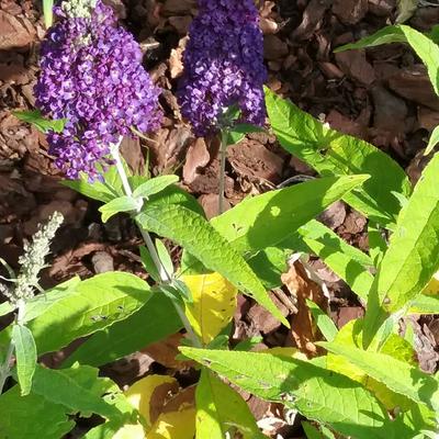 Buddleja davidii 'BUZZ Midnight' - 