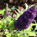 Buddleja davidii 'BUZZ Midnight' - 