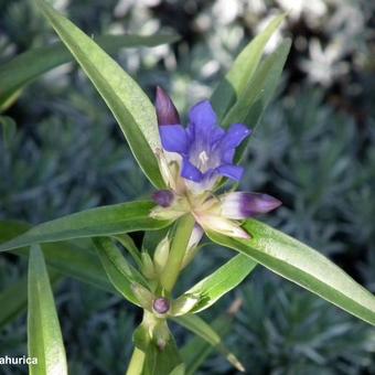 Gentiana dahurica