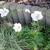 Anemone sylvestris