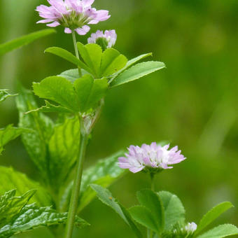 Trifolium resupinatum