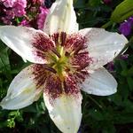 Lilium candidum TANGO-serie - 