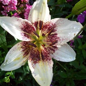 Lilium candidum TANGO-serie