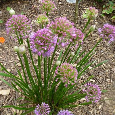 Allium 'Millennium' - Allium 'Millennium'