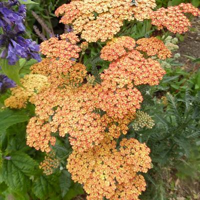 Achillea millefolium 'Walther Funcke'