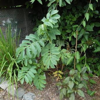 Melianthus major