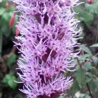 Liatris elegans