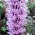 Liatris elegans