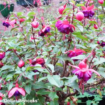 Fuchsia 'Dollar Princess'