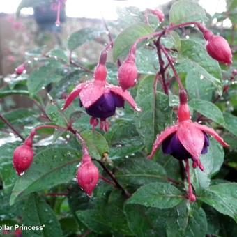 Fuchsia 'Dollar Princess'