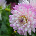 Dahlia 'Crazy Love' - 