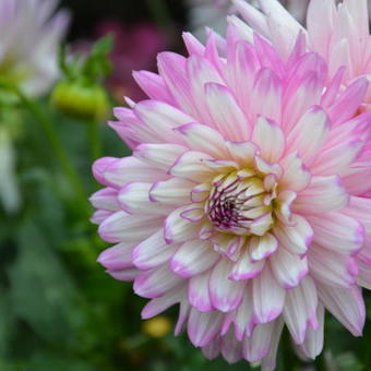 Dahlia 'Crazy Love'