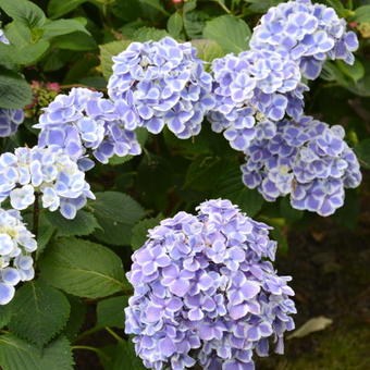 Hydrangea macrophylla 'Frau Yoshimi'