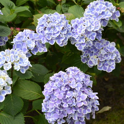 Hydrangea macrophylla 'Frau Yoshimi' - 