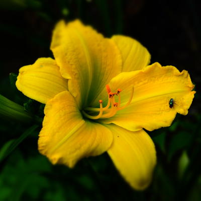 Hemerocallis 'Green Flutter' - Hemerocallis 'Green Flutter'