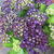 Hydrangea Macrophylla 'Deep Purple Dance'