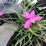 Rhodohypoxis  baurii var. confecta - Rhodohypoxis baurii var. confecta