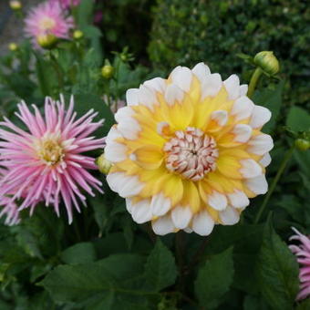 Dahlia 'Seattle'