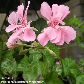 Pelargonium peltatum 'White Mesh'