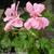 Pelargonium peltatum 'White Mesh'