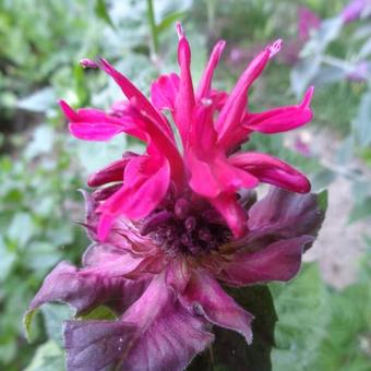 Monarda didyma