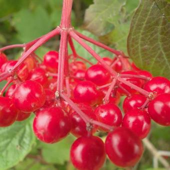 Viburnum opulus