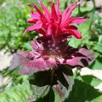 Monarda didyma - Goldmelisse