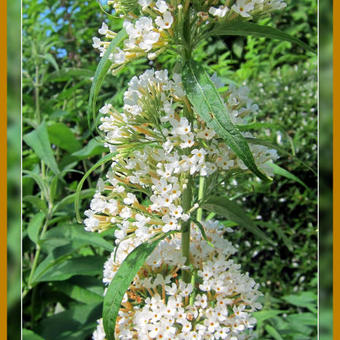 Buddleja davidii 'Marbled White'