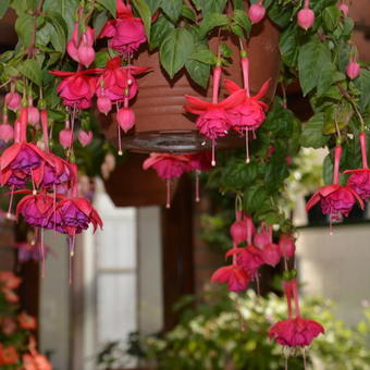 Fuchsia 'Mien Van Oirschot'