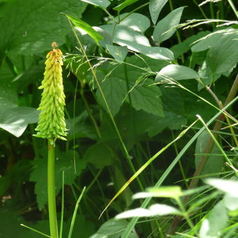 Kniphofia 'Moonstone'