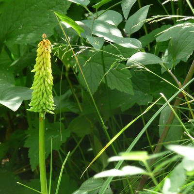 Kniphofia 'Moonstone' - Kniphofia 'Moonstone'