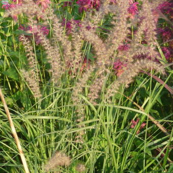 Pennisetum orientale 'Robustus'