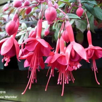 Fuchsia 'Marinka'