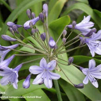 Agapanthus campanulatus 'Oxford Blue'